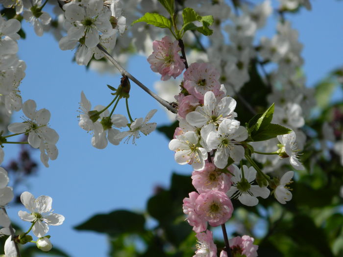 DSCN4143 - 2016 APRILIE