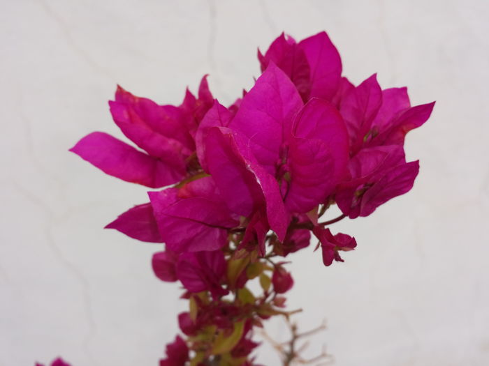  - Bougainvillea - 2016 - 2019