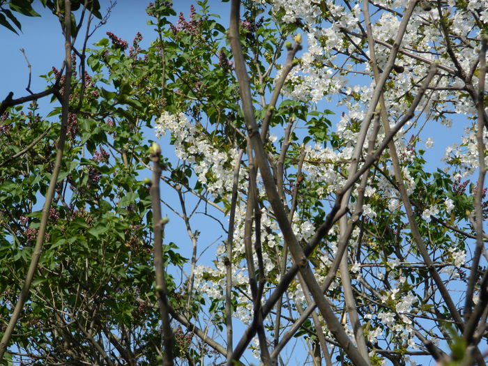 DSCN4145 - 2016 APRILIE