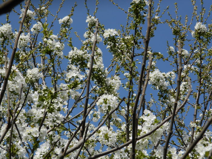 DSCN4148 - 2016 APRILIE