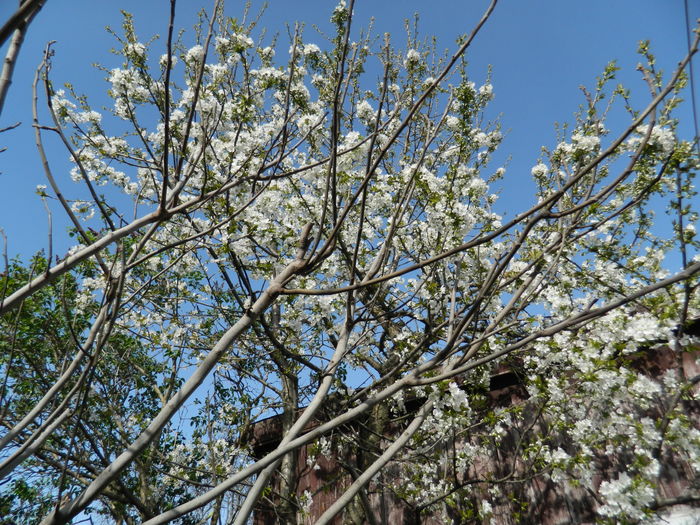 DSCN4149 - 2016 APRILIE