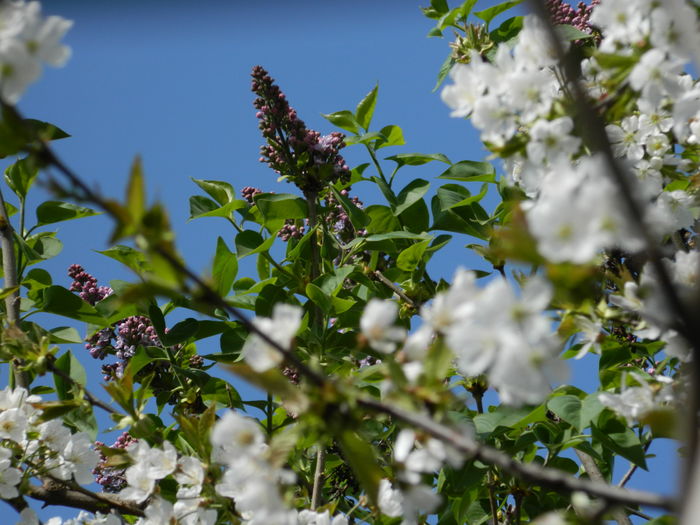 DSCN4150 - 2016 APRILIE