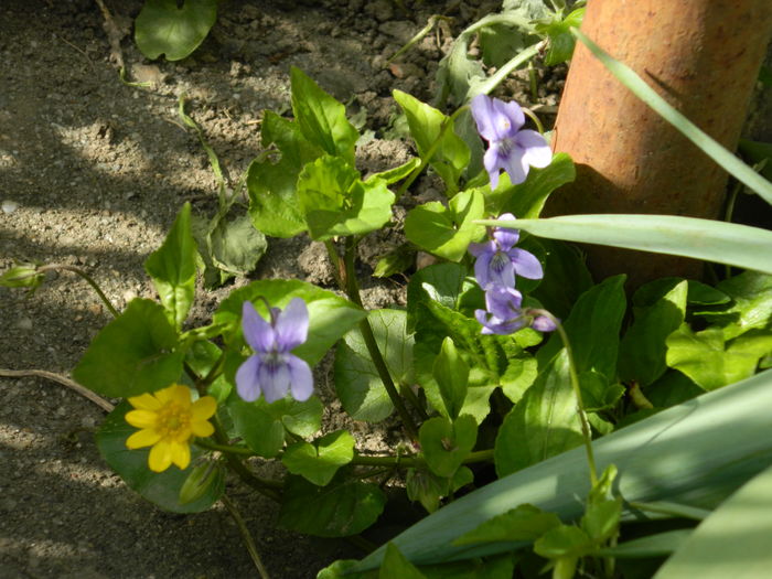 DSCN4153 - 2016 APRILIE