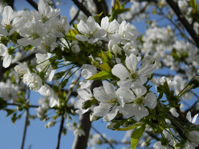 DSCN4155 - 2016 APRILIE