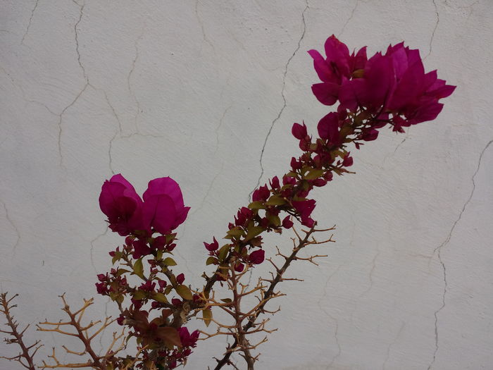  - Bougainvillea - 2016 - 2019