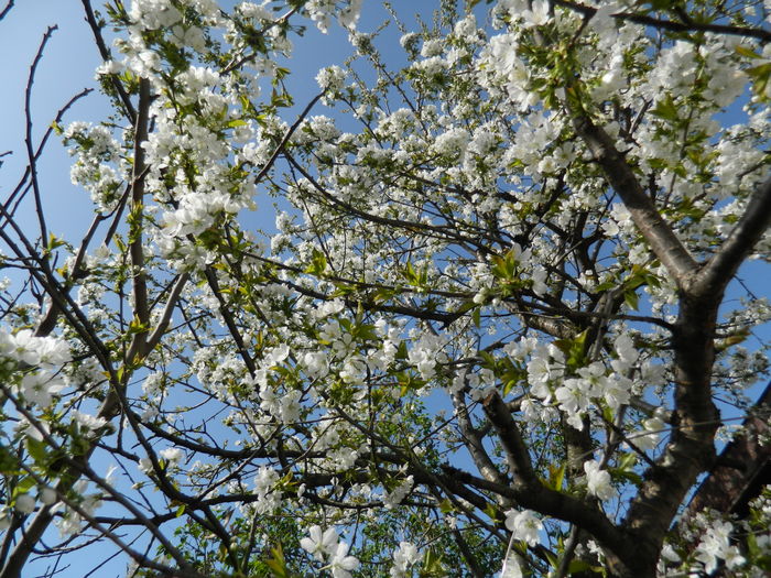 DSCN4158 - 2016 APRILIE