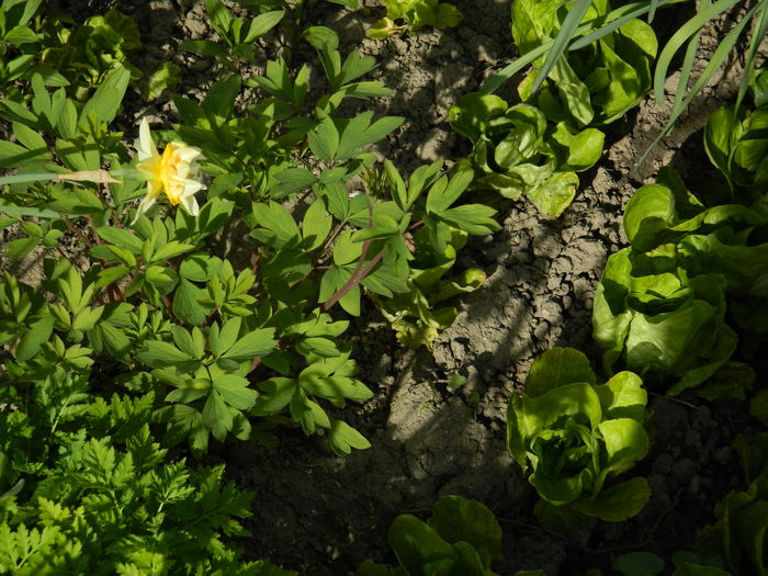 DSCN4160 - 2016 APRILIE