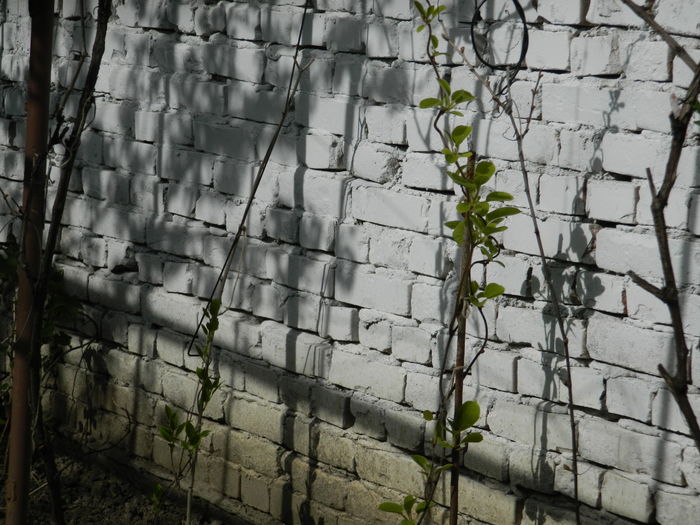 DSCN4161 - 2016 APRILIE