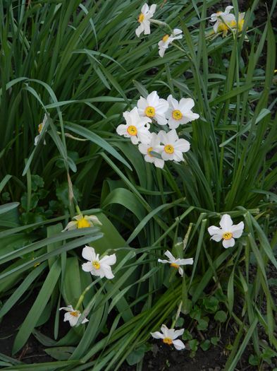 DSCN4168 - 2016 APRILIE