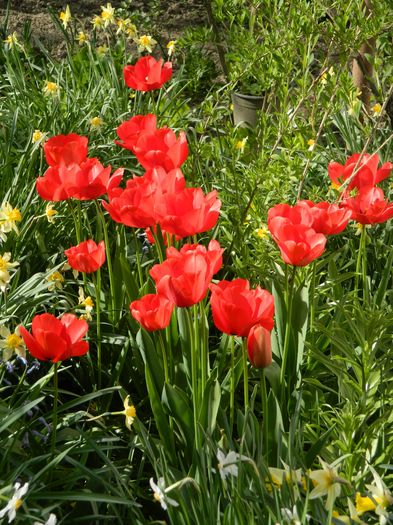 DSCN4169 - 2016 APRILIE