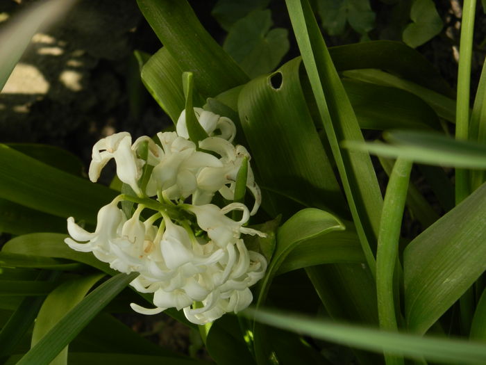 DSCN4171 - 2016 APRILIE