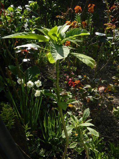 DSCN4175 - 2016 APRILIE