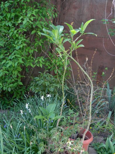 DSCN4177 - 2016 APRILIE