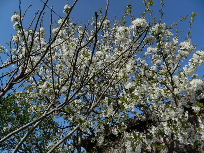 DSCN4179 - 2016 APRILIE