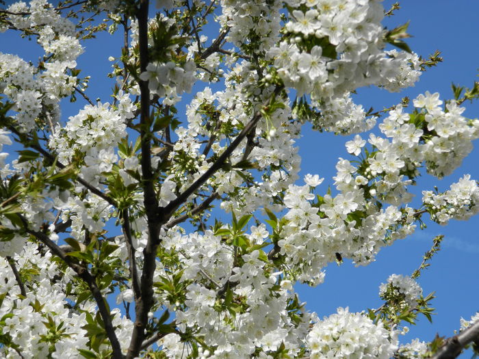 DSCN4182 - 2016 APRILIE