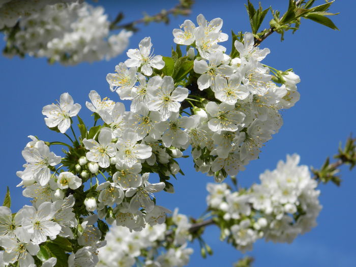 DSCN4183 - 2016 APRILIE