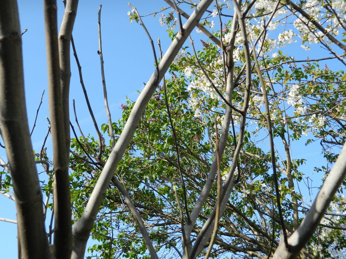 DSCN4185 - 2016 APRILIE