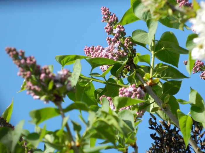 DSCN4193 - 2016 APRILIE