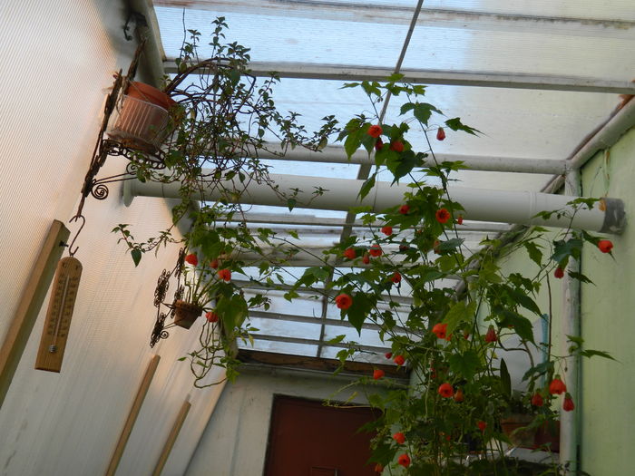 DSCN4208 - 2016 APRILIE