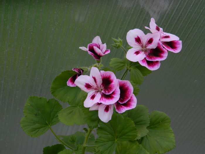 DSCN4213 - 2016 APRILIE