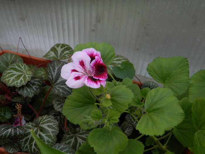 DSCN4214 - 2016 APRILIE