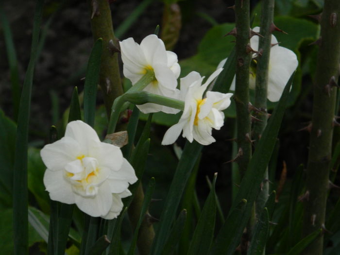 DSCN4220 - 2016 APRILIE