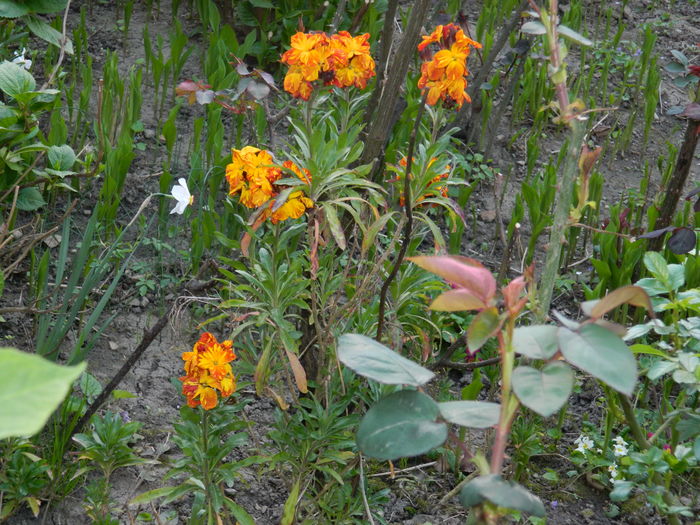 DSCN4221 - 2016 APRILIE