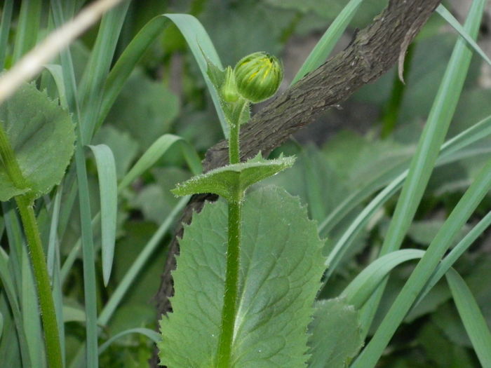 DSCN4225 - 2016 APRILIE