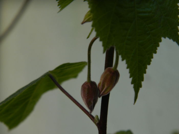 DSCN4238 - 2016 APRILIE