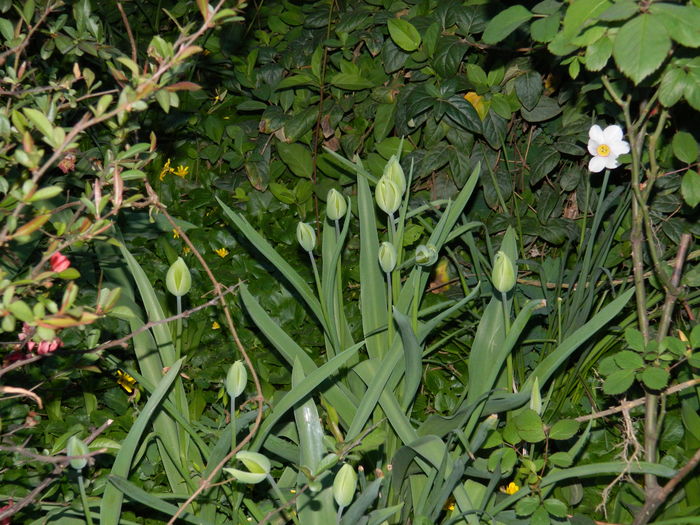 DSCN4241 - 2016 APRILIE