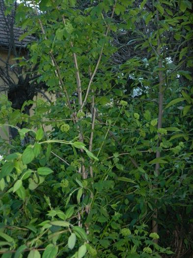 DSCN4256 - 2016 APRILIE