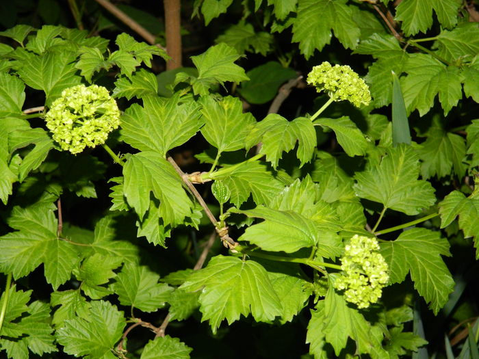 DSCN4267 - 2016 APRILIE