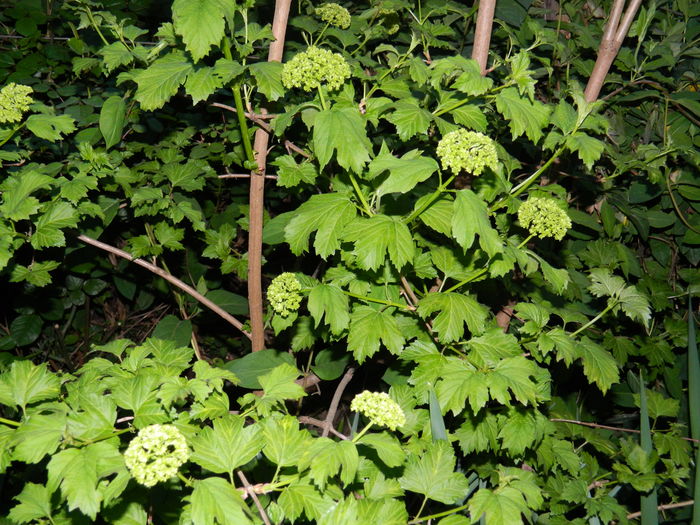 DSCN4268 - 2016 APRILIE