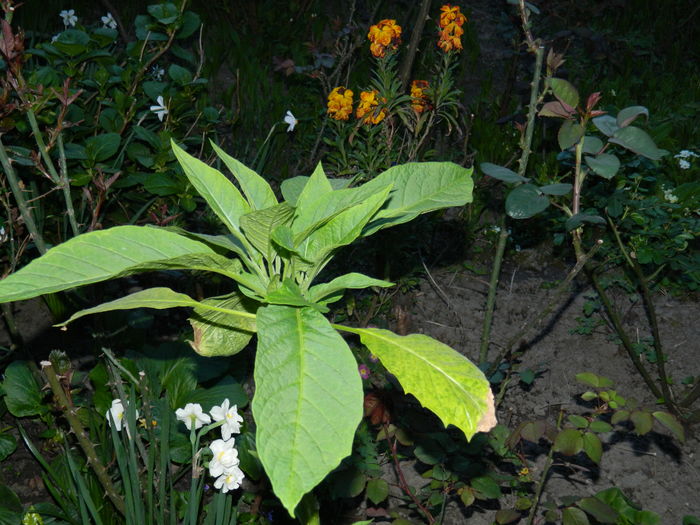 DSCN4269 - 2016 APRILIE