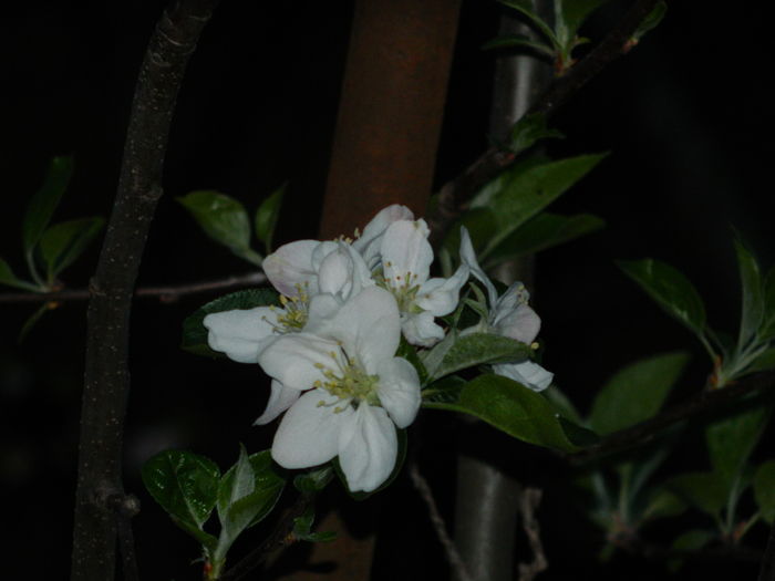 DSCN4274 - 2016 APRILIE