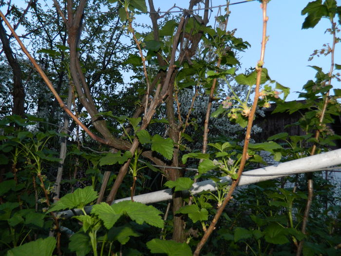 DSCN4290 - 2016 APRILIE