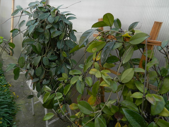 DSCN4307 - 2016 APRILIE