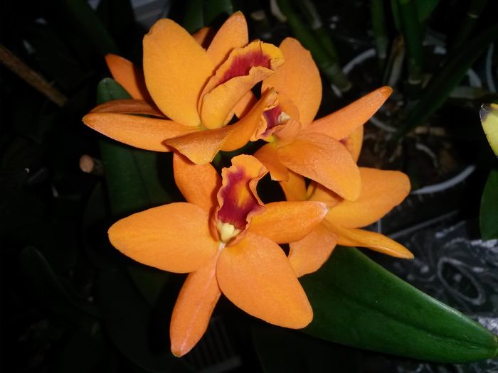 cattleya shinfong little sun golden boy rth. 2016.04.08 1