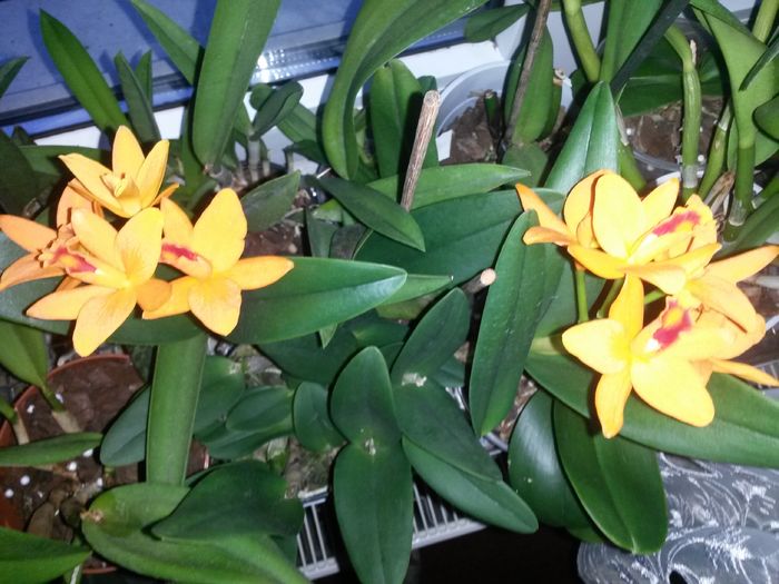 cattleya shinfong little sun golden boy rth. 2016.04.08 2