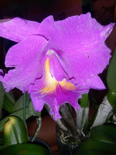 cattleya pink empress blc. 2016.03.23