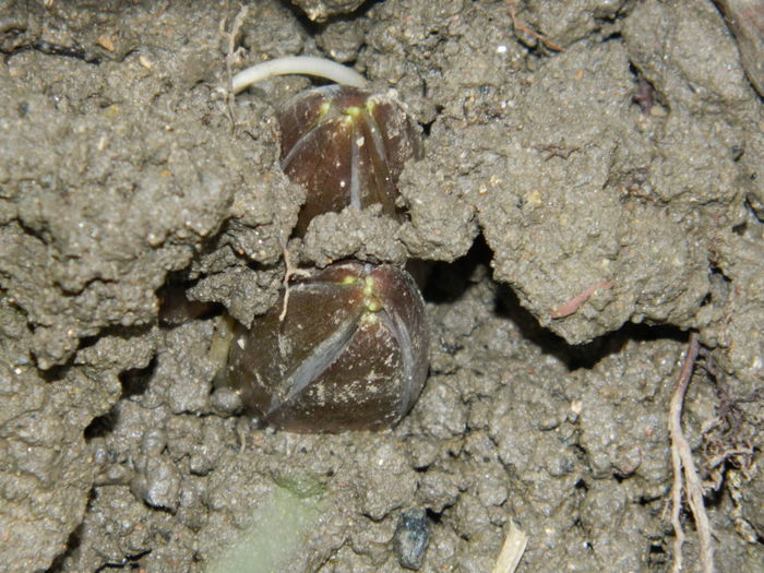 DSCN3152  1 - 2016 FRITILLARIA PERSICA