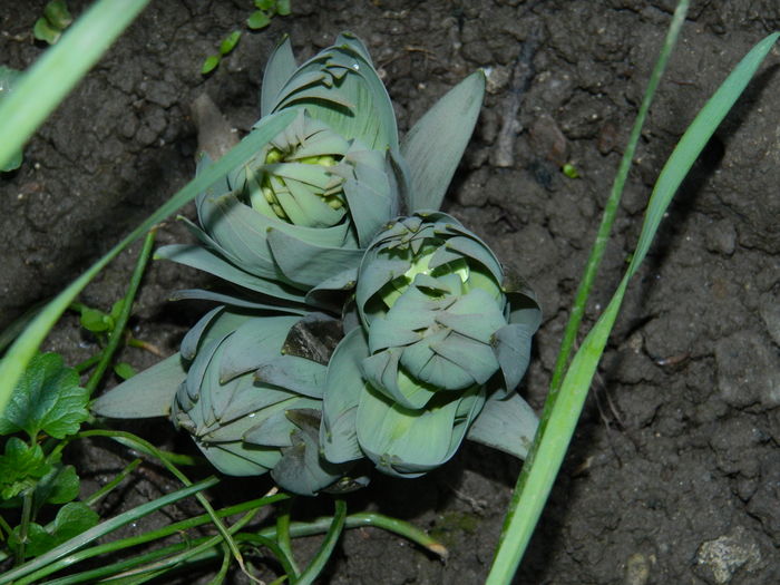 DSCN4218  1 - 2016 FRITILLARIA PERSICA