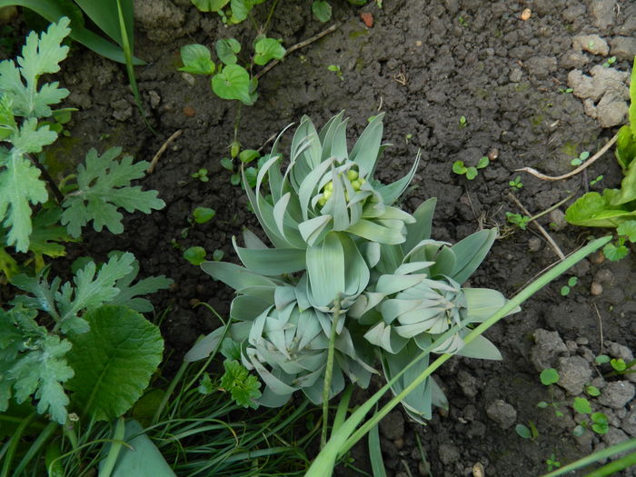 DSCN4336  1 - 2016 FRITILLARIA PERSICA