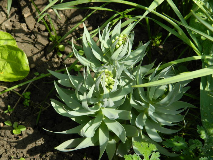 DSCN4523  1 - 2016 FRITILLARIA PERSICA