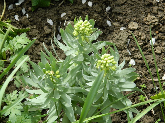 DSCN4698  1 - 2016 FRITILLARIA PERSICA