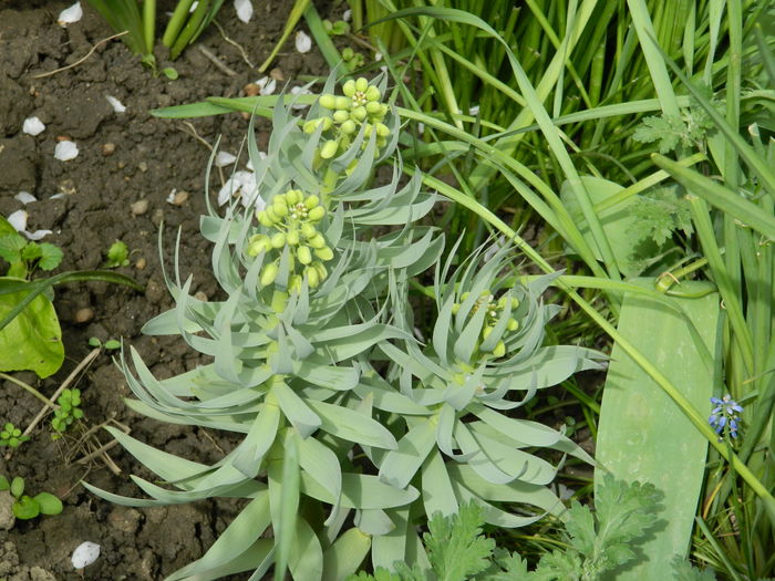 DSCN4701 1 - 2016 FRITILLARIA PERSICA