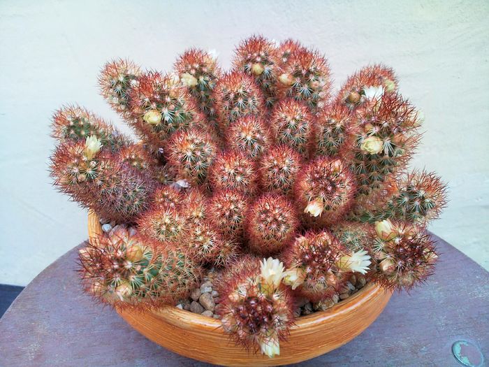 Mammillaria elongata-60lei - Cactusi de vanzare