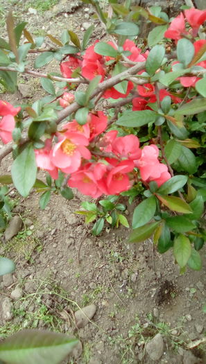 IMG_20160408_140947 - Gradina mea cu flori 2016