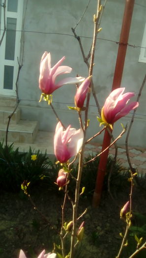 IMG_20160405_171215 - Gradina mea cu flori 2016