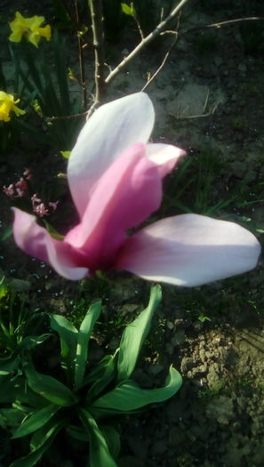 IMG_20160405_171208 - Gradina mea cu flori 2016